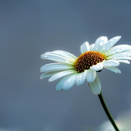 Blume