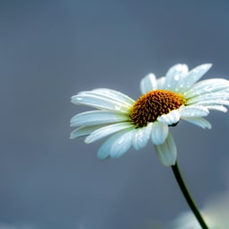 Margarite