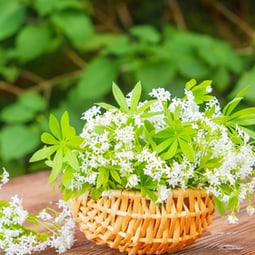 Nicht nur als Schnaps ein gutes Mittel 