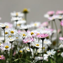 Blumen