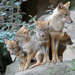 Niedliche Familie von Goldschakalfüchsen in ihrem natürlichen Lebensraum.