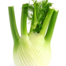 Knolle mit vielseitigen Einsatzmöglichkeiten 