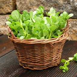 Der nussige aus dem Norden 