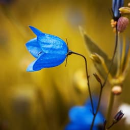 Blume