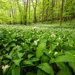 Schauen Sie genau hin 