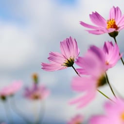 Blumen