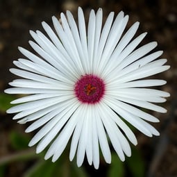 Blume