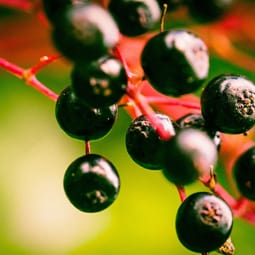 Holunderbeeren
