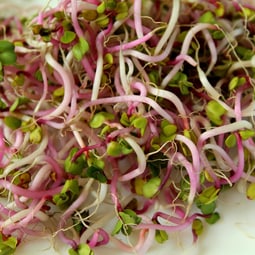 Sprossen