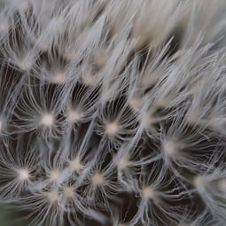 Pusteblume