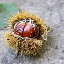 Maroni