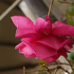 Hängende Rose