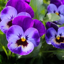 Blumen