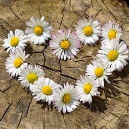 Blumen