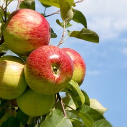 Geballte Ladung Vitamine