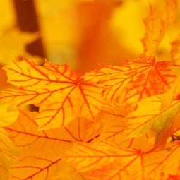 Herbstblätter