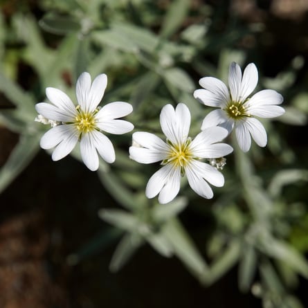 Blume Blume