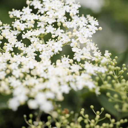 Holunderblüten