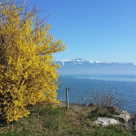 Genfersee Genfersee