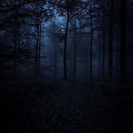 Dunkler Wald Dunkler Wald