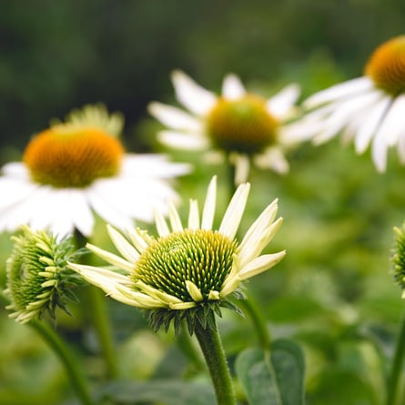 Blumen Blumen