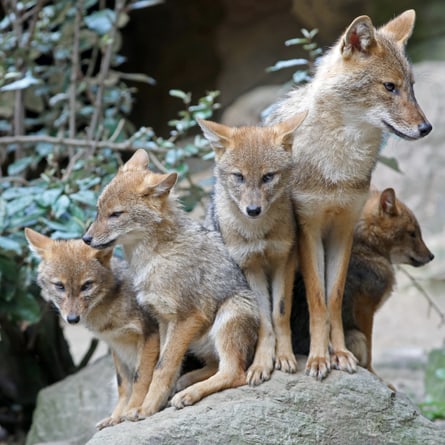 Niedliche Familie von Goldschakalfüchsen in ihrem natürlichen Lebensraum. Niedliche Familie von Goldschakalfüchsen in ihrem natürlichen Lebensraum.