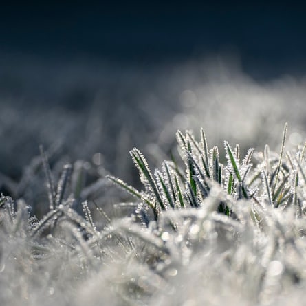 Frost Frost