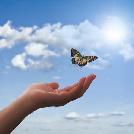 Schmetterling fliegt davon Schmetterling fliegt davon