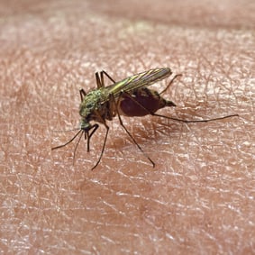 blutrünstige Plaggeister im Sommer