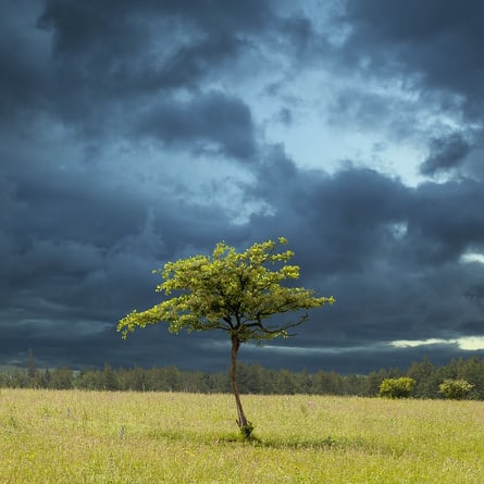 Baum Baum