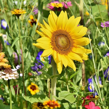 Blumenwiese Blumenwiese