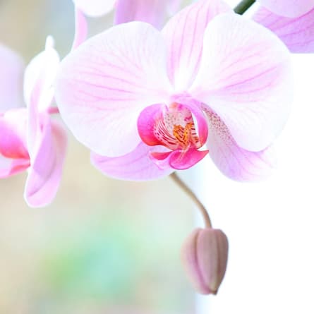 Orchidee Orchidee