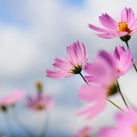 Blumen Blumen