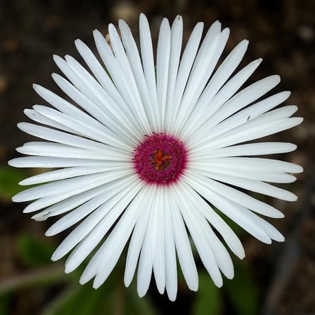 Blume Blume