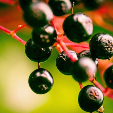 Holunderbeeren Holunderbeeren