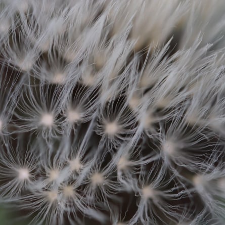 Pusteblume Pusteblume