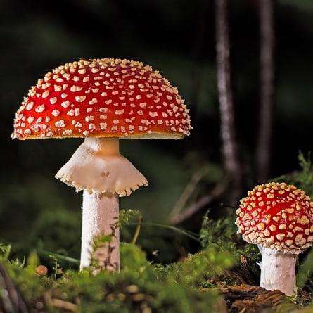 Fliegenpilz Fliegenpilz