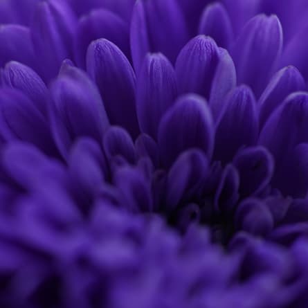 Blumen Blumen
