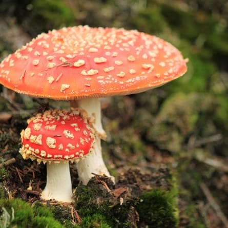 Fliegenpilz Fliegenpilz