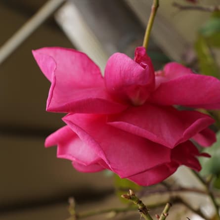 Hängende Rose Hängende Rose