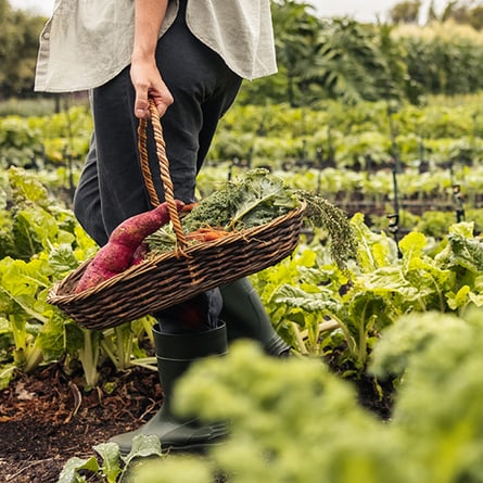 Schweizer Superfood: Gut für die Gesundheit und die Umwelt Schweizer Superfood: Gut für die Gesundheit und die Umwelt