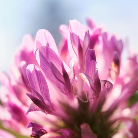 Rotkleeblüte Rotkleeblüte