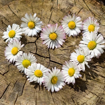 Blumen Blumen