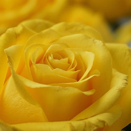 Rose Rose