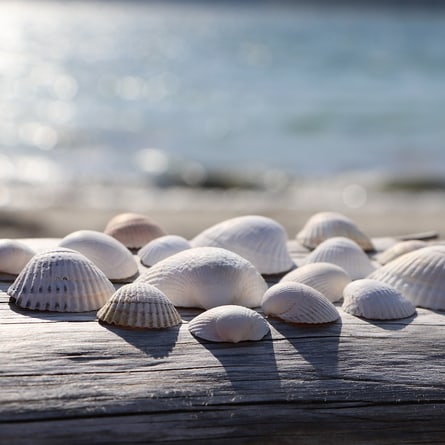 Muscheln