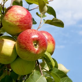 Geballte Ladung Vitamine
