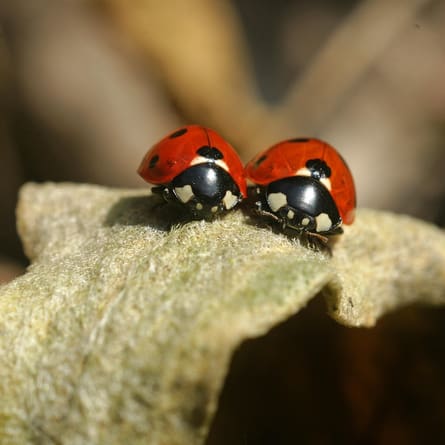 Marienkäfer