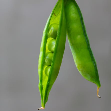 Erbsen Erbsen